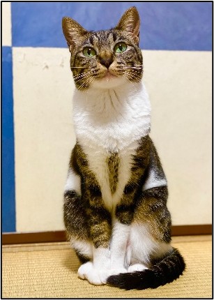 我が家の愛猫、てと（6歳）女の子です
