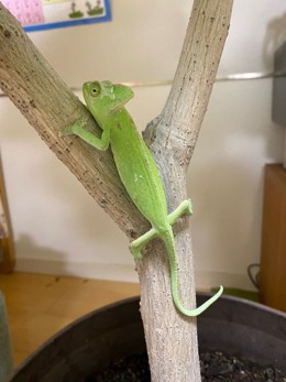 両手両足と尻尾をうまく使って 枝を上ります