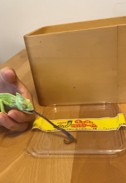 長い舌で捕食（ミルワーム）。 その瞬間は速いです